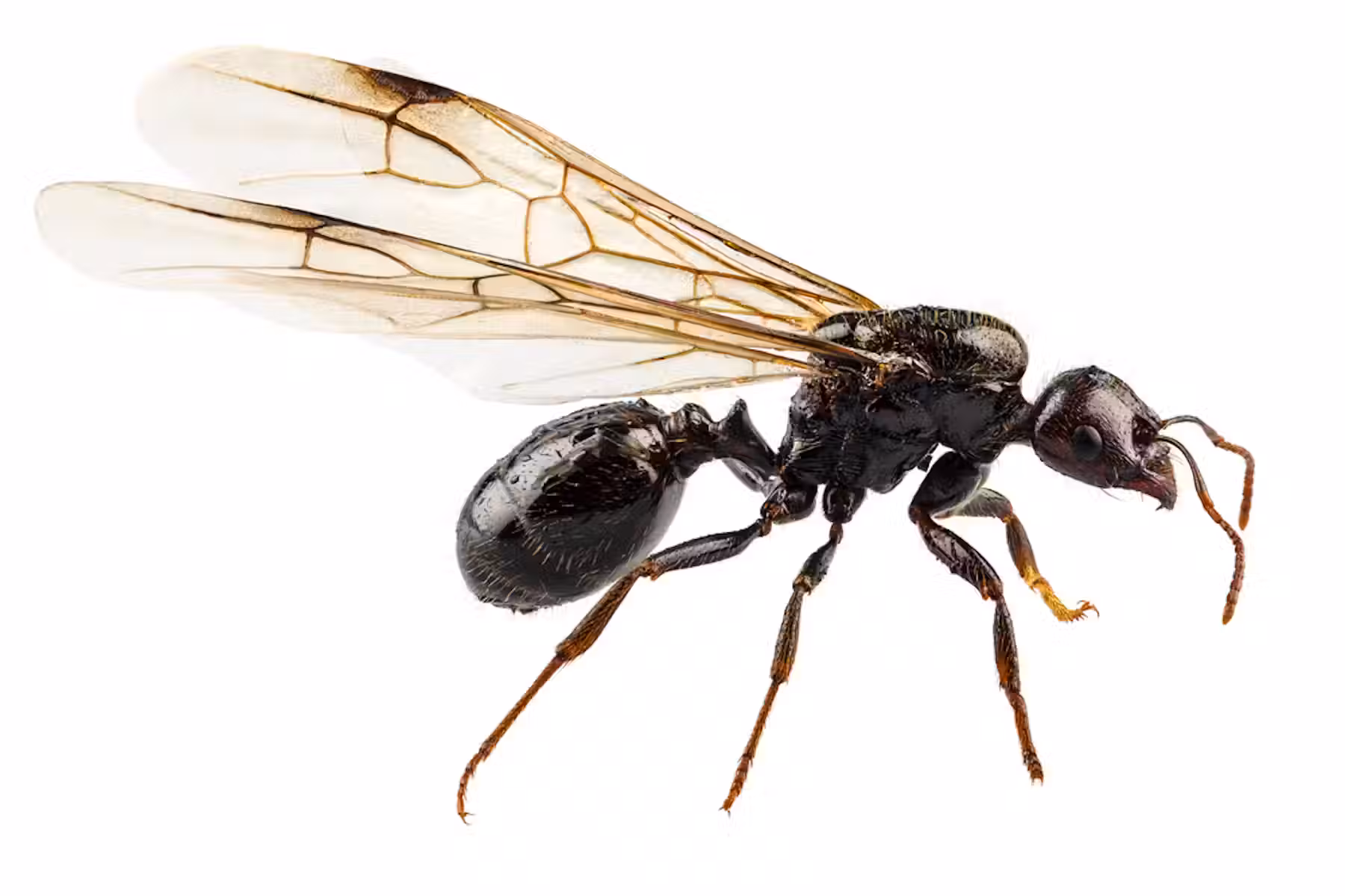 Fly 2